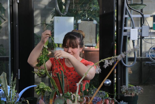A Biology and Environmental Studies Crew Student takes care of plants in the herbarium