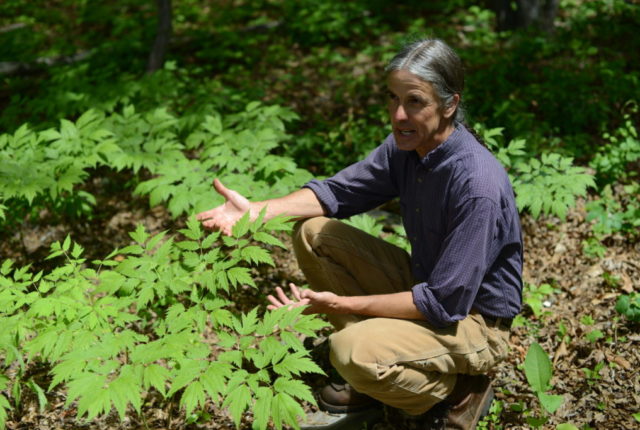 Yale University alumnus Dave Ellum is Warren Wilson College’s professor of ecological forestry and director of the College Forest.