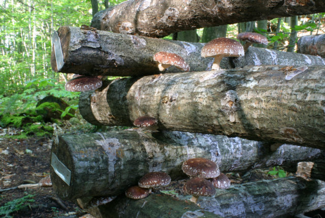 Shiitake Mushrooms growing on oak logs