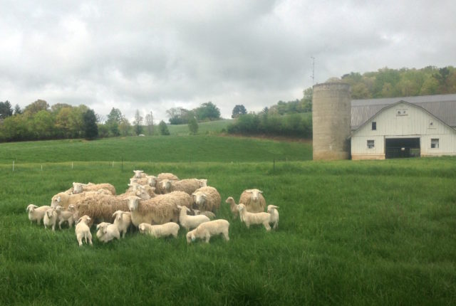 Farm Sheep - Lamb
