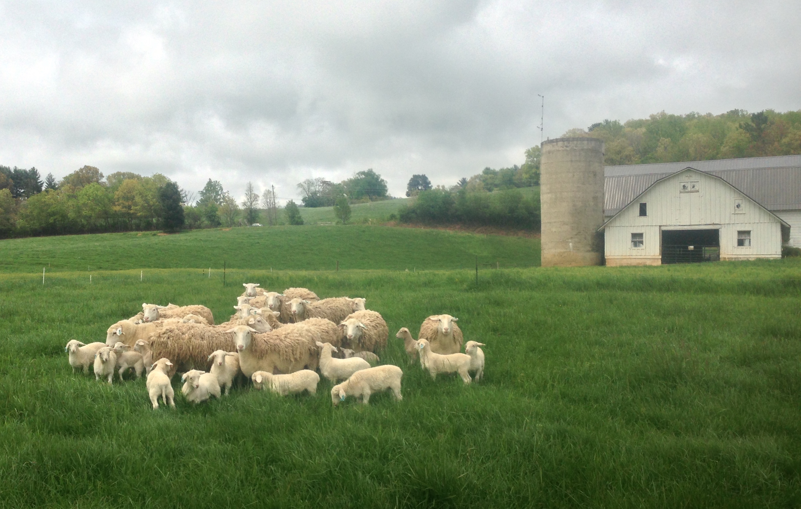 Farm Sheep - Lamb - Warren Wilson College