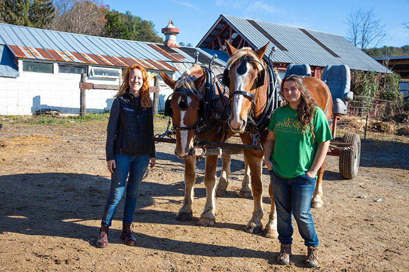 New draft horses at Warren Wilson College