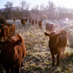 Morning Cattle