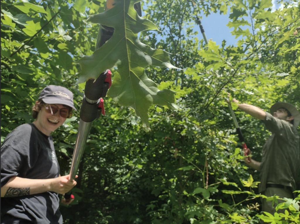Professor, students work on North America’s largest tree diversity ...