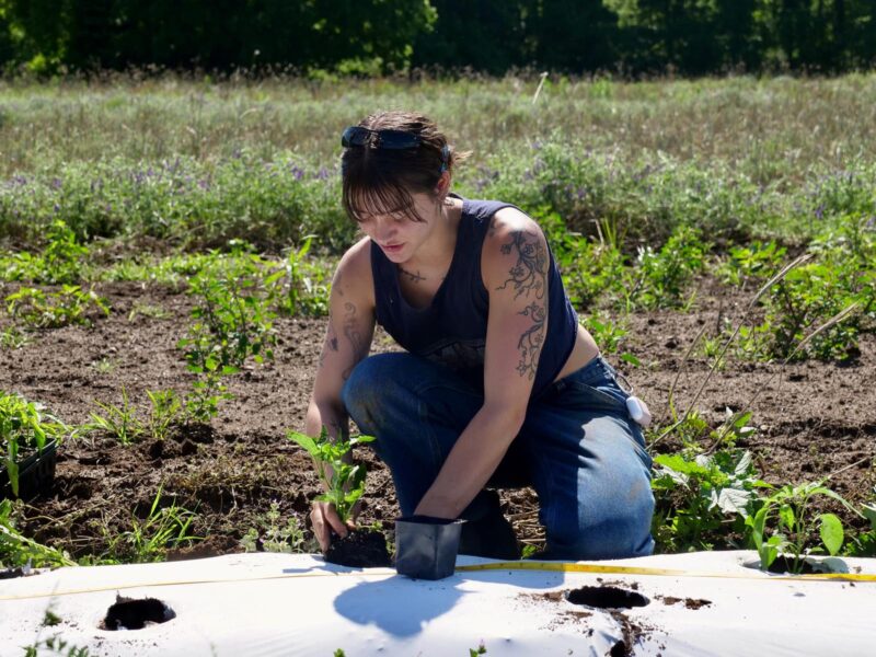 A student kneels to plant produce at the garden