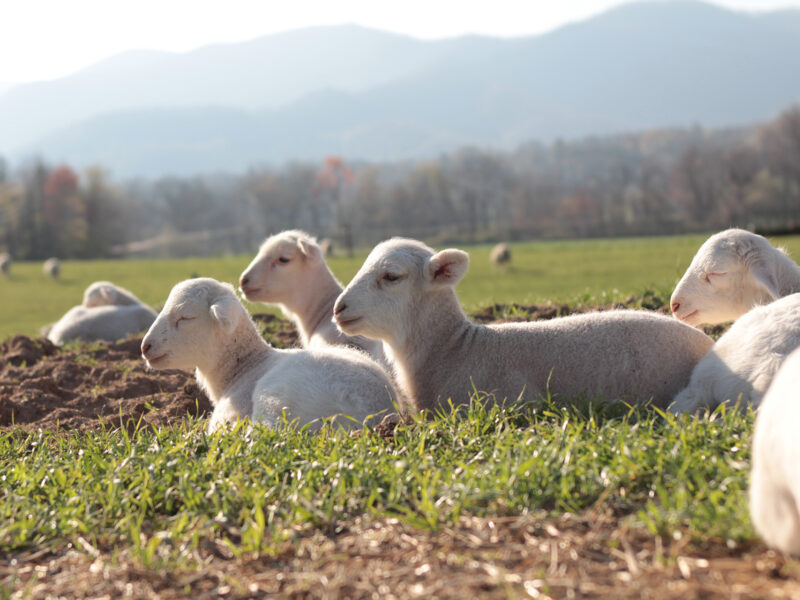 A group of sheep lay in a pasture together
