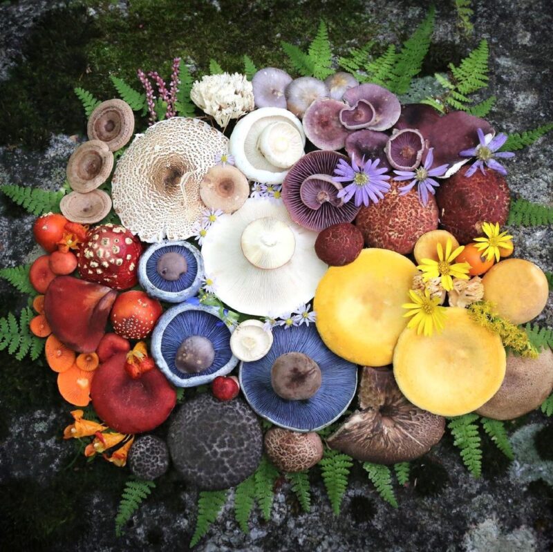 An array of vivid red, orange, yellow, blue, purple and white mushrooms against a forest floor.