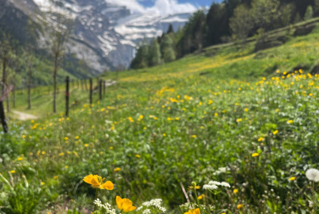 Student Rosemary Thurber's beautiful landscape photo of a field with flowers and mountains in the background